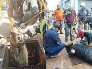 Cocodrilo atrapado en planta de rebombeo de COMAPA Victoria desata operativo de rescate