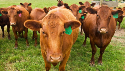 Tamaulipas: Una d&eacute;cada sin estrenar ranchos ganaderos