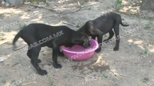 Piden cuidar a mascotas ante altas temperaturas