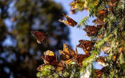 Las Mariposas Monarca ya están cruzando por Tamaulipas; cuídalas