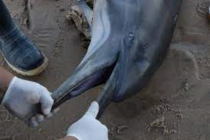 Encuentran 28 delfines muertos en h&aacute;bitat de la vaquita marina
