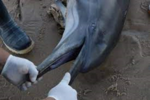 Encuentran 28 delfines muertos en hábitat de la vaquita marina