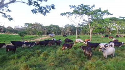 VIDEO Ganaderos contentos por ca&iacute;da de lluvias en la regi&oacute;n