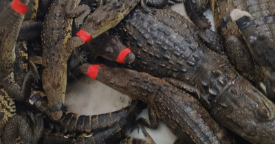 Liberan a 2 mil cocodrilos en laguna de Altamira