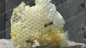 Disminuye presencia de enjambres de abejas por temporada de oto&ntilde;o