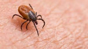 Alerta en Nuevo Le&oacute;n por plagas de garrapatas