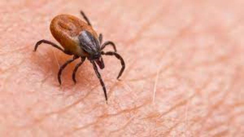 Alerta en Nuevo Le&oacute;n por plagas de garrapatas