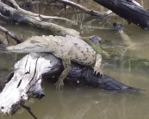 Alertan a turistas por anidaci&oacute;n de cocodrilos