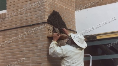 Inicia aparici&oacute;n de enjambres de abejas en Nuevo Laredo