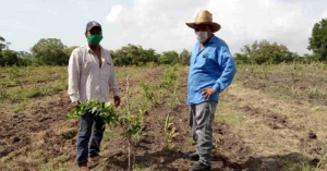 Esperan que las lluvias eviten siniestro agr&iacute;cola