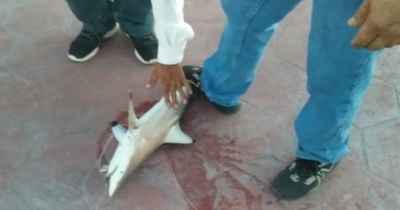 Capturan tibur&oacute;n en Playa Miramar