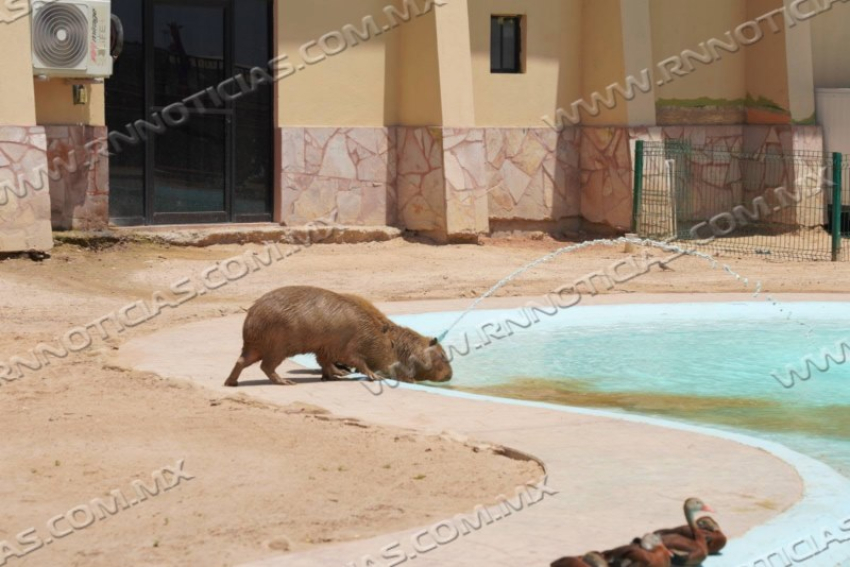 GOBIERNO MUNICIPAL DA ATENCIÓN ESPECIAL A ESPECIES DEL ZOOLÓGICO DE NUEVO LAREDO POR EL INTENSO CALOR
