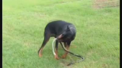 VIDEO Piden cuidar a mascotas de picaduras de animales ponzo&ntilde;osos