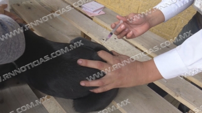 Arrancará campaña de vacunación antirrábica en Nuevo Laredo