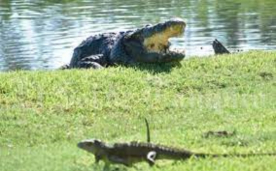 Reubican 15 Cocodrilos de la Laguna del Carpintero en Tampico