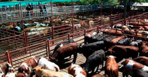 Regresa la esperanza al campo: reabren frontera para exportar ganado tamaulipeco