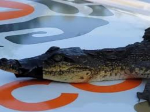 Cocodrilo se mete a un departamento en Monterrey