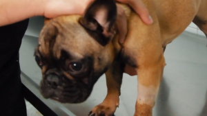 VIDEO Buscan detonar turismo de salud animal