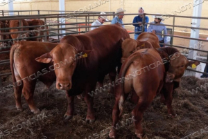 DIRECCI&Oacute;N DE DESARROLLO RURAL APOYA A GANADEROS DE NUEVO LAREDO ANTE LA REAPERTURA DE LA EXPORTACI&Oacute;N DE GANADO