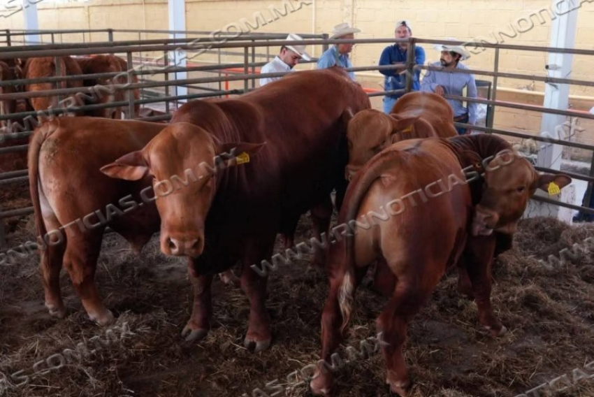 DIRECCIÓN DE DESARROLLO RURAL APOYA A GANADEROS DE NUEVO LAREDO ANTE LA REAPERTURA DE LA EXPORTACIÓN DE GANADO
