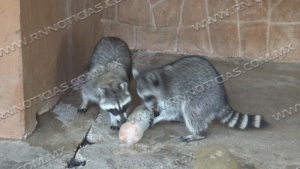 Protegen a animales del Zool&oacute;gico de las altas temperaturas