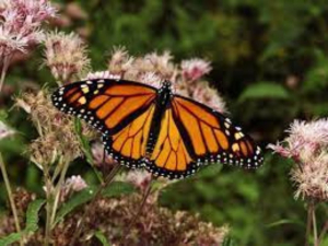 Mariposa Monarca llega a M&eacute;xico procedente de Canad&aacute; y Estados Unidos
