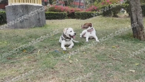 Piden cuidar a mascotas ante el calor extremo