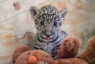CRECE FAMILIA DEL ZOOL&Oacute;GICO; NACEN DOS JAGUARES Y UNA CEBRA