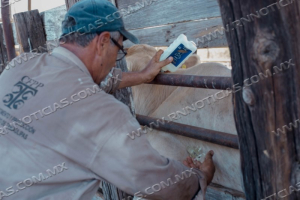 Gobierno De Nuevo Laredo Invita A Ganaderos A Aprovechar Programa Gratuito De Sanidad Animal