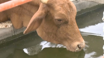 VIDEO Ganaderos registraron buena captaci&oacute;n de agua con lluvia pasadas