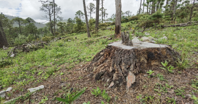 Investigan tala ilegal en Miquihuana