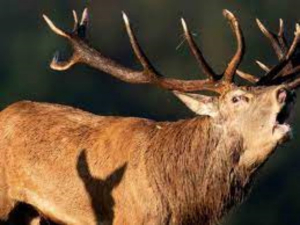 &lsquo;Enfermedad del ciervo zombie&rsquo; podr&iacute;a propagarse a humanos