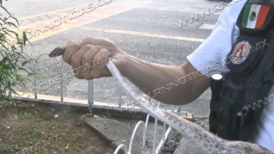 Piden estar alerta por animales ponzo&ntilde;osos en rancher&iacute;as y campo en Semana Santa