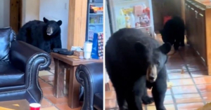 Familia de osos invade una cabaña en Coahuila