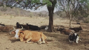 VIDEO Ganaderos buscan no verse afectados por altas temperaturas
