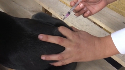 VIDEO Contin&uacute;a Sector salud con vacunaci&oacute;n antirr&aacute;bica