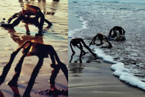 Fotos de &lsquo;extra&ntilde;as criaturas&rsquo; en la playa alarma a internautas