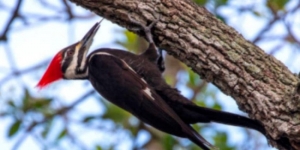 EU declara extinto al p&aacute;jaro carpintero y a otras 22 especies