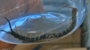 Alza de temperaturas trae mayor aparici&oacute;n de v&iacute;boras y animales ponzo&ntilde;osos