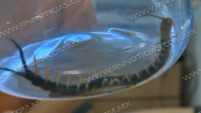 Alza de temperaturas trae mayor aparici&oacute;n de v&iacute;boras y animales ponzo&ntilde;osos