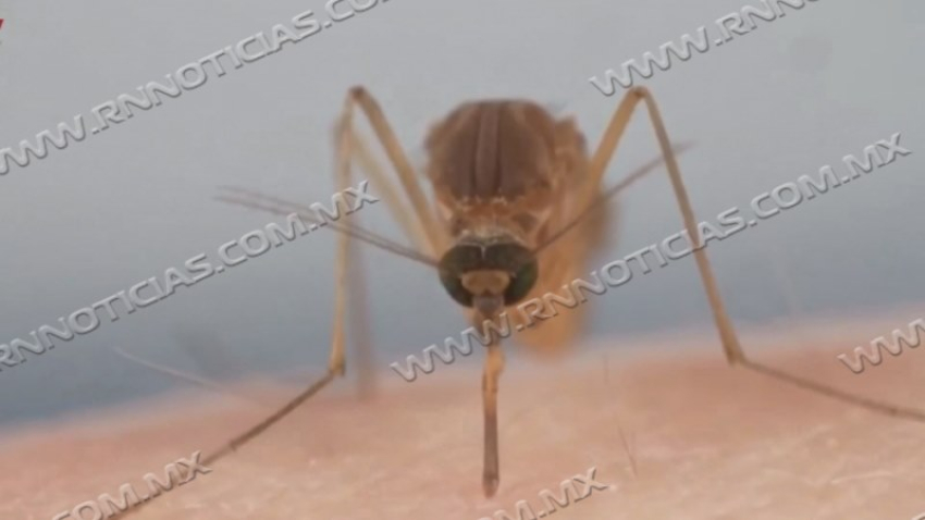 Crecen los casos probables de dengue en Nuevo Laredo; activan protocolo de fumigación en colonias afectadas