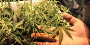 SCJN avala regular uso lúdico de la marihuana