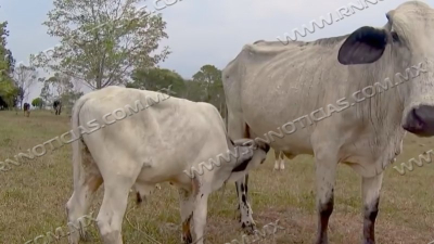 Ganaderos buscan no verse afectados por altas temperaturas