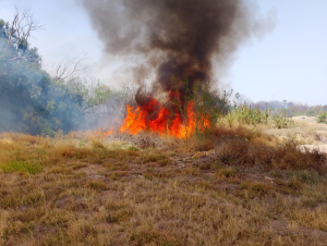 Atacan hasta 100 incendios por semana en Victoria