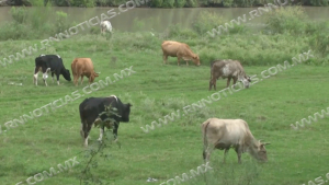 Primer trimestre del 2022 seco para ganaderos