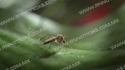 Lluvia y calor ambiente propicio para proliferación del dengue