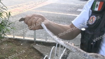 Aumentan apariciones de víbora de cascabel