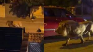 Enorme le&oacute;n escapa de circo y atemoriza a una comunidad en Italia