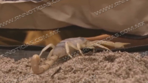 Inicia aparici&oacute;n de v&iacute;boras, ara&ntilde;as y alacranes por el calor