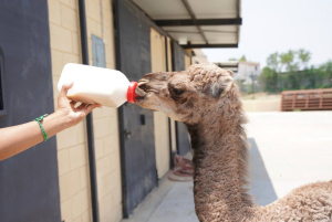 ZOOLÓGICO DE NUEVO LAREDO DA LA BIENVENIDA A NUEVOS INTEGRANTES; NACE CRÍA DE DROMEDARIO Y GUACAMAYA